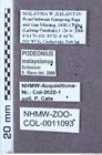 Etiketten zu Podeonius malaysianus (NHMW-ZOO-COL-0011093)